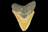 Fossil Megalodon Tooth - North Carolina #109855-1